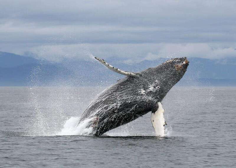 Vancouver, BC: Whale Watching Tour with Guide - A Fast Boat Built for Wildlife Viewing