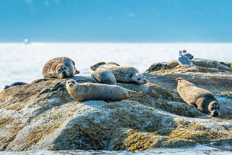 Vancouver: Boat to Bowen Island on UNESCO Howe Sound Fjord - Is $138 a fair price?