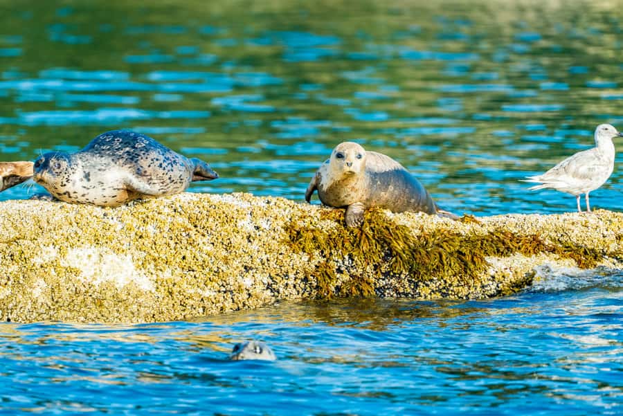 Vancouver: City and Seal Boat Tour - English Bay opens the route
