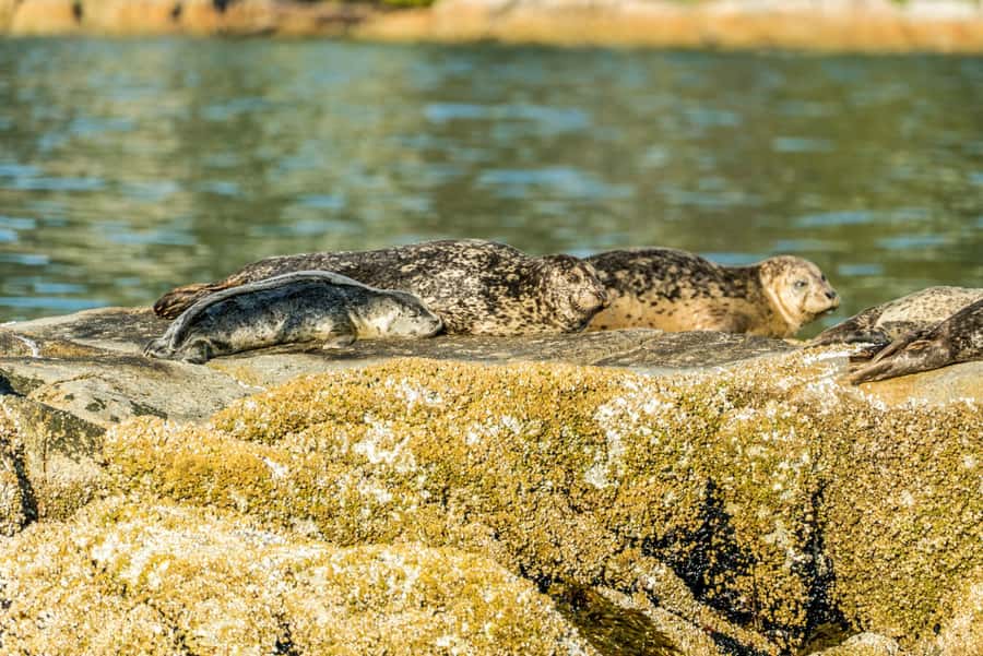 Vancouver: City and Seal Boat Tour - The ride is the attraction, so know your comfort level