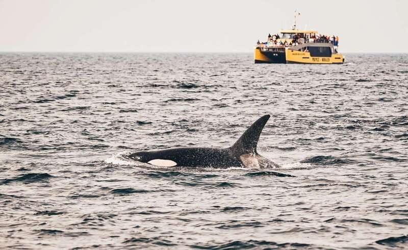 Vancouver: Covered Whale Watching Adventure with Free Photos - Key points at a glance