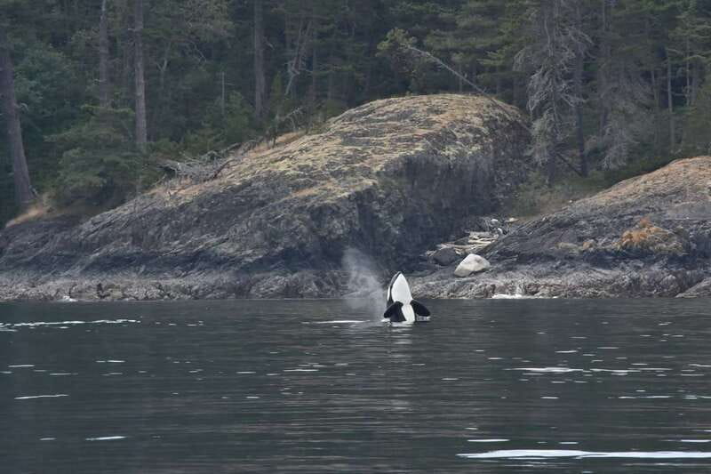 Vancouver: Covered Whale Watching Adventure with Free Photos - Who should book this Vancouver whale tour?