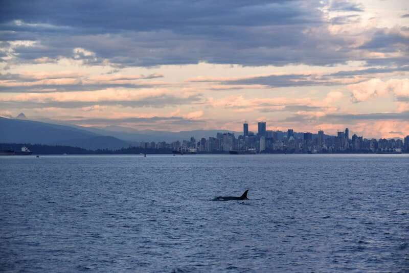 Vancouver: Covered Whale Watching Adventure with Free Photos - Finding whales instead of simply riding past them