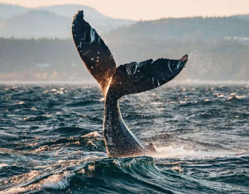 Vancouver: Covered Whale Watching Adventure with Free Photos - Is $188 per person good value?
