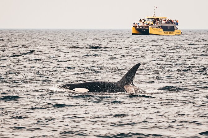 Vancouver Half-Day Whale Watching Adventure with Free Photos - Key points to know before you book