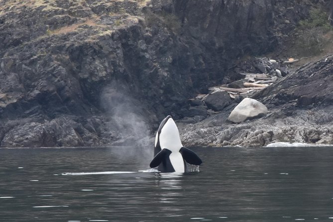 Vancouver Half-Day Whale Watching Adventure with Free Photos - The five-hour search for whales