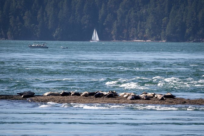 Vancouver Half-Day Whale Watching Adventure with Free Photos - A warm cabin, open decks, and free photographs