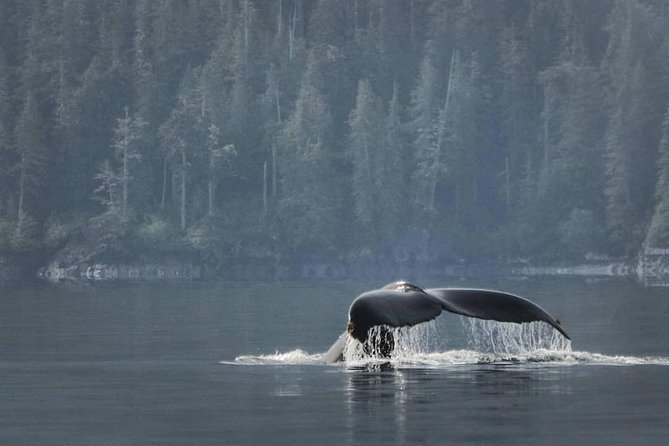 Vancouver Island Half-Day Whale Watching Tour - Telegraph Cove - Leaving Telegraph Cove for Johnstone Strait
