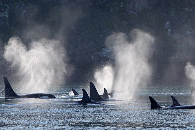 Vancouver Island Half-Day Whale Watching Tour - Telegraph Cove - Timing, weather, and the risk of cancellation