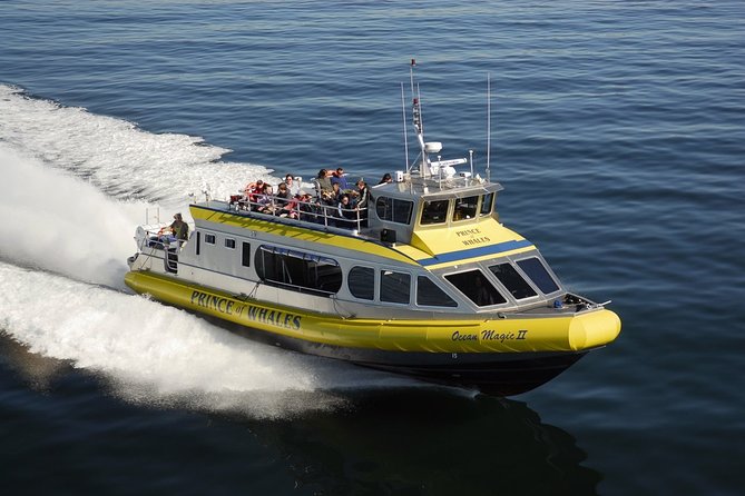 Vancouver Island Half-Day Whale Watching Tour - Telegraph Cove - Searching for orcas and humpback whales