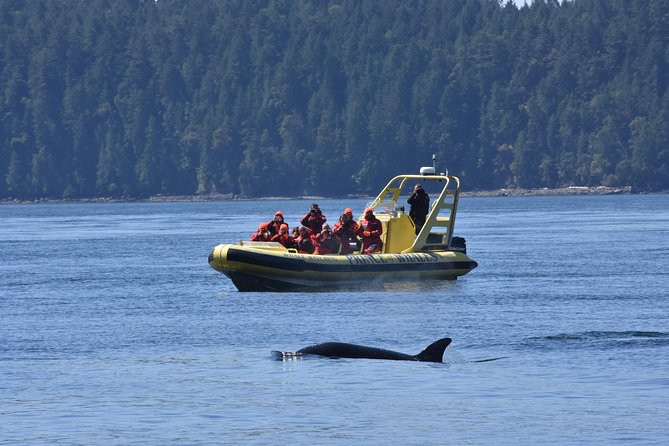 Vancouver Island Zodiac Whale Watching Adventure - Telegraph Cove - Weather, timing, and the practical details