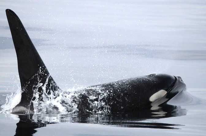 Vancouver Island Zodiac Whale Watching Adventure - Telegraph Cove - Who will enjoy this Telegraph Cove outing