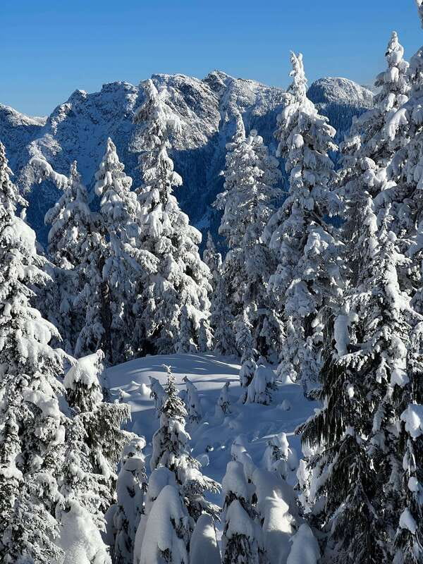 Vancouver: North Shore Mountains Snowshoeing with Transfer - Subalpine Meadows and Vancouver Views
