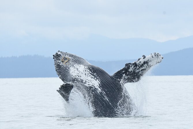 Vancouver's Intimate West Coast Whale Watching Experience - Key points to know before booking