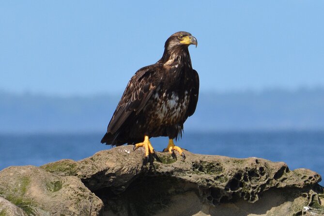 Vancouver's Intimate West Coast Whale Watching Experience - Orcas, humpbacks, and respectful viewing