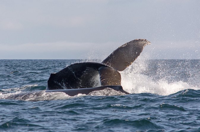 Vancouver's Intimate West Coast Whale Watching Experience - What the $177.59 price really buys