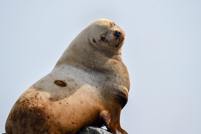 Vancouver's Intimate West Coast Whale Watching Experience - Who should book this whale watch?