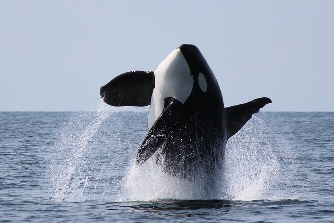 Vancouver's Intimate West Coast Whale Watching Experience - The real search across the Salish Sea
