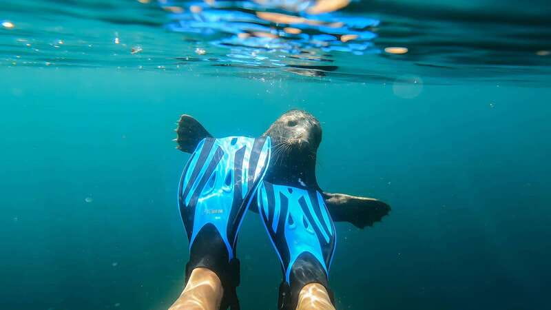 Vancouver: Snorkeling Seals Kayaking Scenic Boat Tour - How much value you get for $66.72