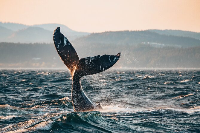 Vancouver Sunset Whale Watching Adventure with Free Photos - What the Vancouver sunset whale watching tour is really like