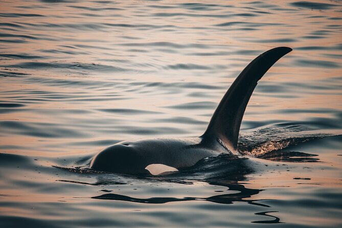 Vancouver Sunset Whale Watching Adventure with Free Photos - Finding orcas, humpbacks, and other wildlife