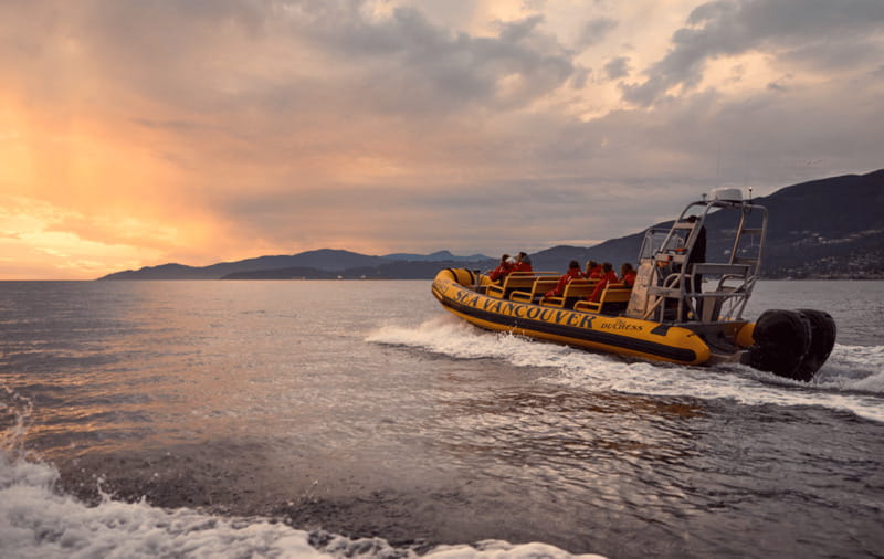 Vancouver: Waterfront Sightseeing Tour - City and Harbour - Wildlife: what you might see, and what you should expect