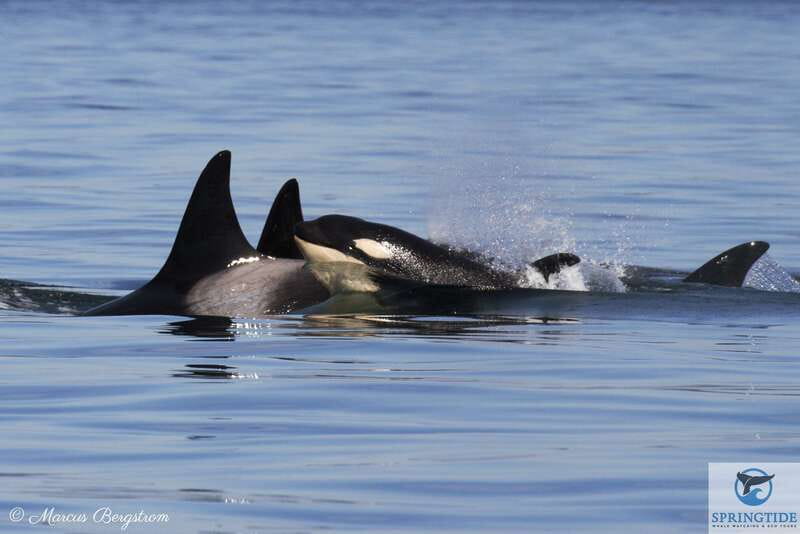Victoria: 3-Hour Whale Watching Tour - Key points to know before you go