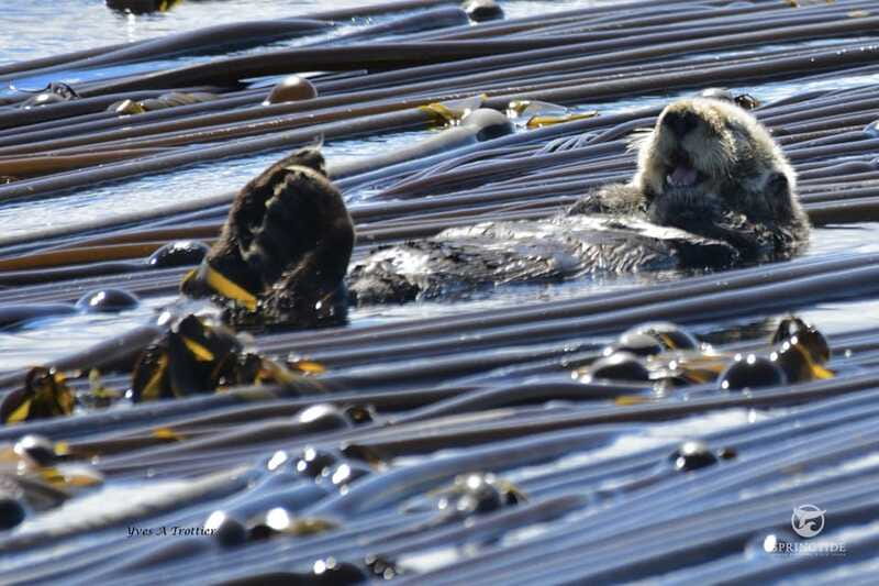 Victoria: 3-Hour Whale Watching Tour - Practical tips for a better departure