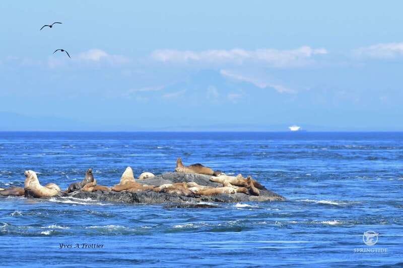 Victoria: 3-Hour Whale Watching Tour - Searching for orcas and humpbacks