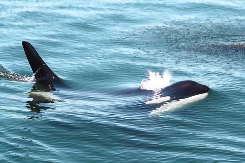Victoria: 3-Hour Whale Watching Tour - What the guides add to the experience