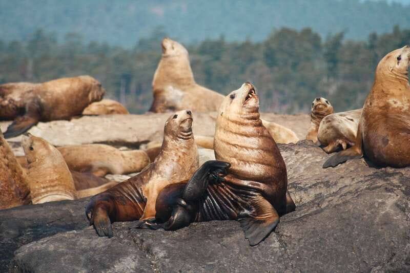 Victoria: 3-Hour Whale Watching Tour - Comfort, photos, and the real value of $123