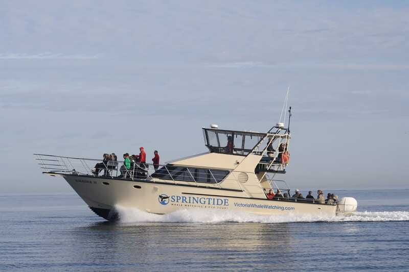 Victoria: 3-Hour Whale Watching Tour - Who should book this boat