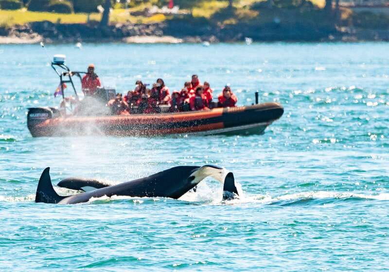 Victoria: 3-Hour Zodiac Whale-Watching Tour - Key points to know before you book