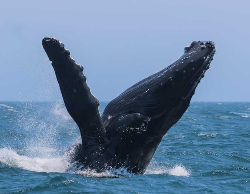 Victoria: 3-Hour Zodiac Whale-Watching Tour - Booking details worth knowing