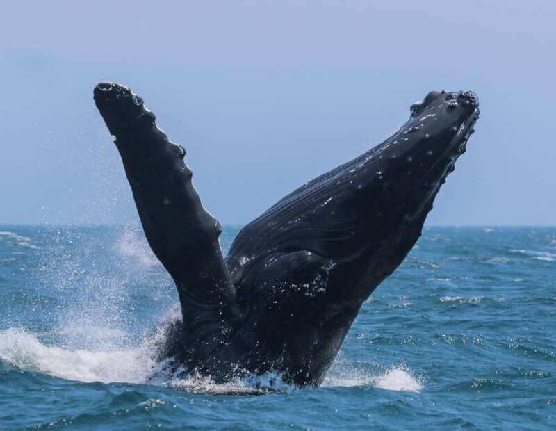Victoria: 3-Hour Zodiac Whale-Watching Tour - Setting out from Victoria’s Inner Harbour