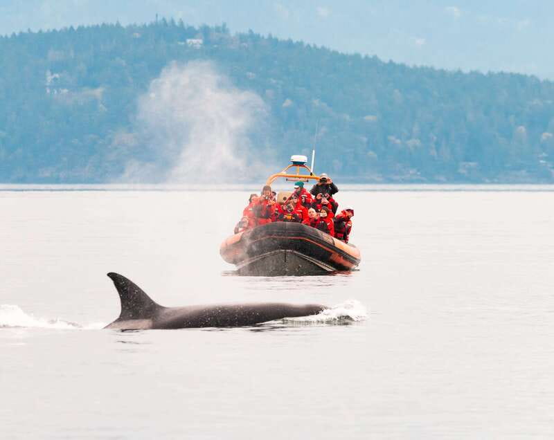 Victoria: 3-Hour Zodiac Whale-Watching Tour - Searching for orcas and humpback whales