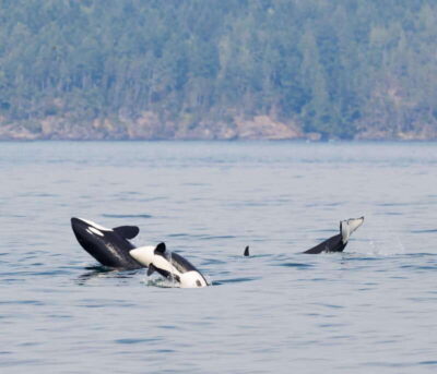 3-Hour Zodiac Whale-Watching Tour