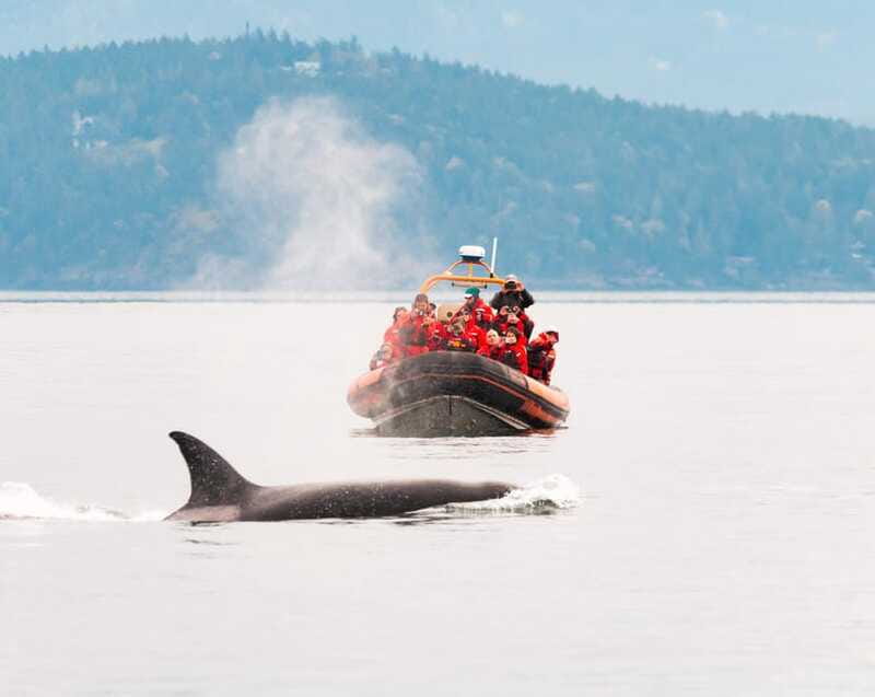 Victoria: 3-Hour Zodiac Whale-Watching Tour - More than whales: seals, sea lions, and birds