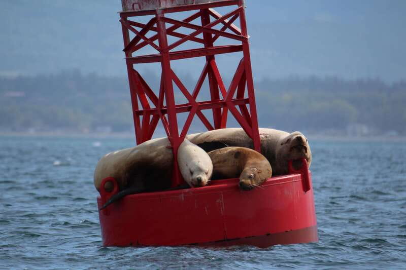 Victoria: 3-Hour Zodiac Whale-Watching Tour - What the three hours feel like