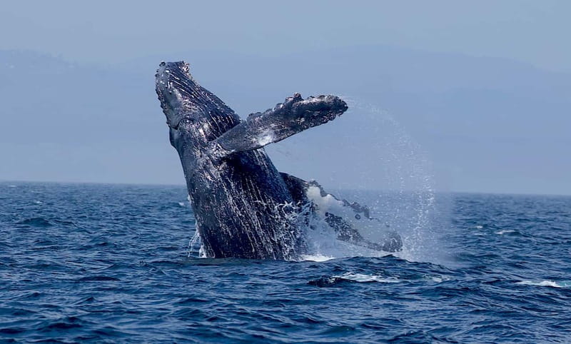 Victoria BC: 3-Hour Whale Watching Expedition - Booking timing and simple ways to improve the day