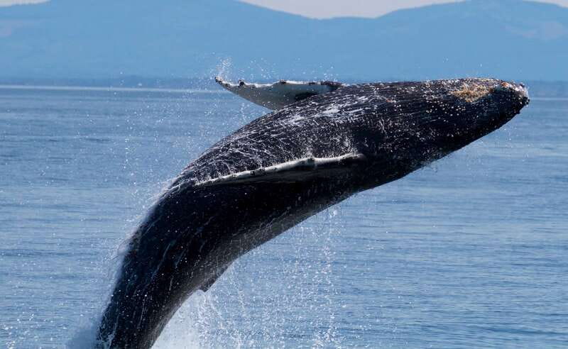 Victoria BC: 3-Hour Whale Watching Expedition - Why the Salish Sea setting adds value