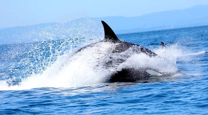 Victoria BC: 3-Hour Whale Watching Expedition - Guides who make the sightings easier to understand