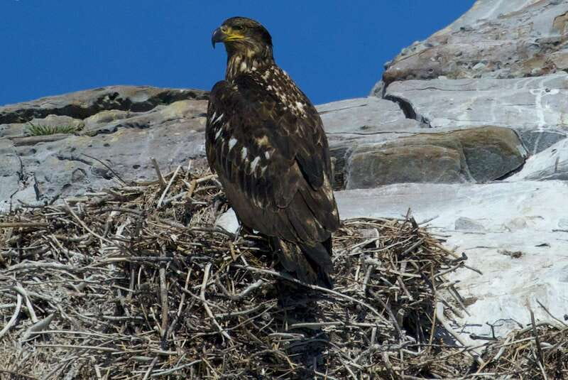 Victoria BC: 3-Hour Whale Watching Expedition - The wildlife you may see, from orcas to bald eagles