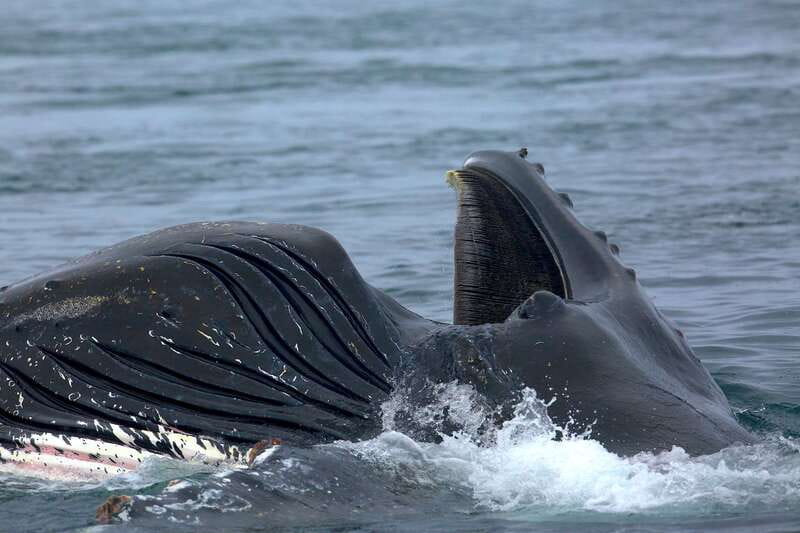 Victoria BC: 3-Hour Whale Watching Expedition - Is $130 a fair price?