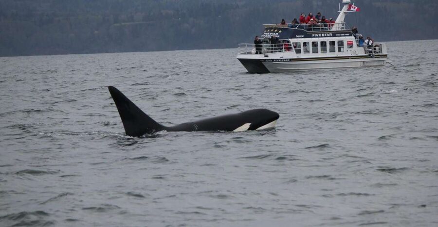 Victoria BC: 3-Hour Whale Watching Expedition - Sea conditions, comfort, and who should skip it