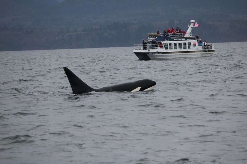 Victoria BC: 3-Hour Whale Watching Expedition - What the three-hour route is really like