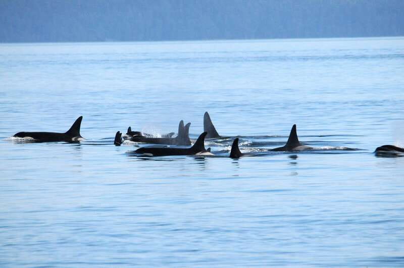 Victoria: Covered Whale Watching Adventure with Free Photos - Key points before you book