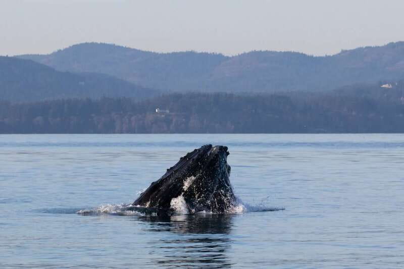 Victoria: Covered Whale Watching Adventure with Free Photos - Practical tips for a better day