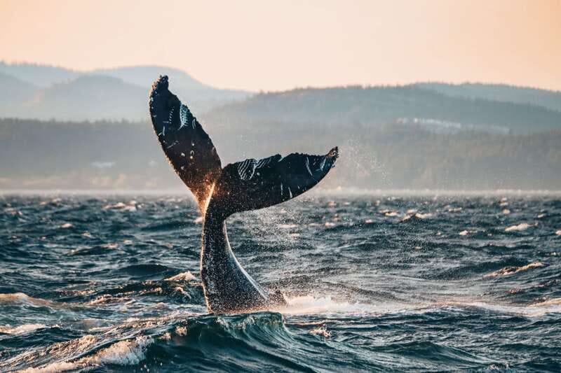 Victoria: Covered Whale Watching Adventure with Free Photos - Leaving Victoria for the Salish Sea