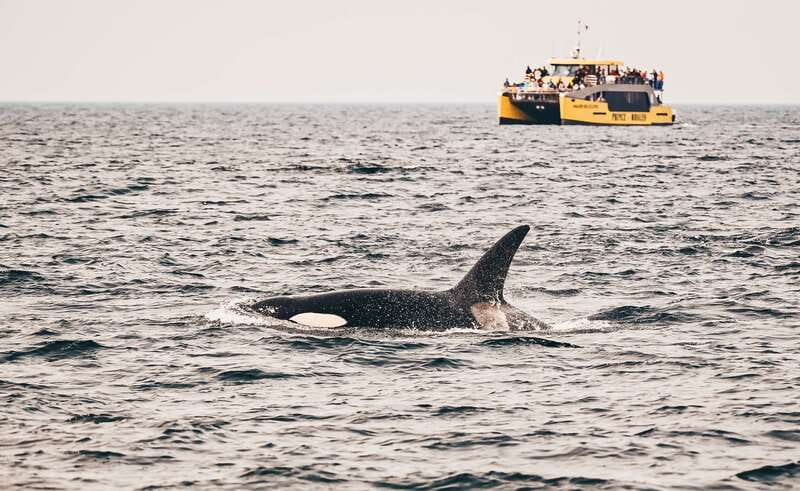 Victoria: Covered Whale Watching Adventure with Free Photos - What the naturalists add to the experience
